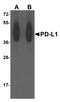 PD-L1 antibody, TA355067, Origene, Western Blot image 