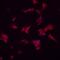 Dorsal Inhibitory Axon Guidance Protein antibody, AF6148, R&D Systems, Immunofluorescence image 