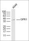 Complement C1s antibody, orb155971, Biorbyt, Western Blot image 