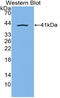 APOC3 antibody, LS-C314853, Lifespan Biosciences, Western Blot image 