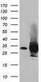Pyrroline-5-Carboxylate Reductase 2 antibody, TA501877S, Origene, Western Blot image 