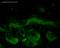 Heat shock 70 kDa protein 1A/1B antibody, SMC-104B-A594, StressMarq, Immunohistochemistry paraffin image 