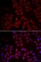 C-C Motif Chemokine Ligand 25 antibody, LS-C334787, Lifespan Biosciences, Immunofluorescence image 