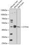 Cytohesin 4 antibody, GTX66303, GeneTex, Western Blot image 