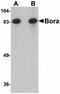 BORA Aurora Kinase A Activator antibody, orb94277, Biorbyt, Western Blot image 