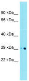 Deoxyribonuclease-1-like 1 antibody, TA337968, Origene, Western Blot image 
