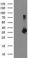 Low Density Lipoprotein Receptor Adaptor Protein 1 antibody, TA503840S, Origene, Western Blot image 