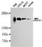 LRR Binding FLII Interacting Protein 1 antibody, M04854, Boster Biological Technology, Western Blot image 