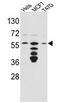 FKBP Prolyl Isomerase 4 antibody, AP17384PU-N, Origene, Western Blot image 