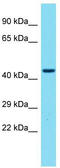Probable G-protein coupled receptor 173 antibody, TA331845, Origene, Western Blot image 