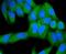 Kinesin Family Member 23 antibody, NBP2-67446, Novus Biologicals, Immunocytochemistry image 