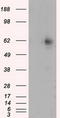 RIC8 Guanine Nucleotide Exchange Factor A antibody, TA501055S, Origene, Western Blot image 