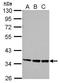Proline Rich 5 antibody, GTX124197, GeneTex, Western Blot image 
