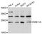 RAB11A, Member RAS Oncogene Family antibody, MBS127857, MyBioSource, Western Blot image 