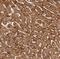 DHSB antibody, NBP1-87069, Novus Biologicals, Immunohistochemistry paraffin image 