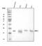 Survivin antibody, RP1052, Boster Biological Technology, Western Blot image 