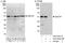 Zinc Finger Protein 787 antibody, A303-281A, Bethyl Labs, Immunoprecipitation image 
