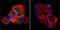 Cholesteryl Ester Transfer Protein antibody, MA1-050, Invitrogen Antibodies, Immunofluorescence image 