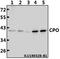 CPO antibody, A03649, Boster Biological Technology, Western Blot image 