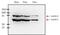 Lamin A/C antibody, GTX80813, GeneTex, Western Blot image 