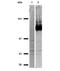 CD44 antibody, NBP1-41266, Novus Biologicals, Western Blot image 