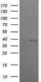 Mitogen-Activated Protein Kinase Kinase 3 antibody, TA505643BM, Origene, Western Blot image 