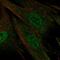 Ceramide Kinase Like antibody, HPA035443, Atlas Antibodies, Immunofluorescence image 