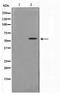 Triokinase And FMN Cyclase antibody, TA347726, Origene, Western Blot image 