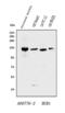 BUB1 Mitotic Checkpoint Serine/Threonine Kinase antibody, A00776-2, Boster Biological Technology, Western Blot image 