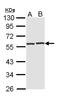 CRAF1 antibody, LS-C186276, Lifespan Biosciences, Western Blot image 
