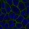 Solute Carrier Family 7 Member 2 antibody, HPA009277, Atlas Antibodies, Immunofluorescence image 