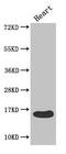 Fatty Acid Binding Protein 3 antibody, CSB-PA07764A0Rb, Cusabio, Western Blot image 