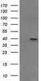PIH1 Domain Containing 2 antibody, TA502453, Origene, Western Blot image 