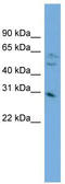 MRT4 Homolog, Ribosome Maturation Factor antibody, TA339333, Origene, Western Blot image 