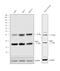 Rho-related GTP-binding protein RhoG antibody, PA5-36608, Invitrogen Antibodies, Western Blot image 