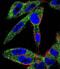 Eukaryotic Translation Initiation Factor 5A Like 1 antibody, abx026545, Abbexa, Immunofluorescence image 