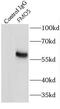 Flavin Containing Dimethylaniline Monoxygenase 5 antibody, FNab03170, FineTest, Immunoprecipitation image 