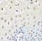 p97 antibody, FNab09381, FineTest, Immunohistochemistry frozen image 