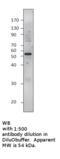 Septin-4 antibody, MBS540165, MyBioSource, Western Blot image 