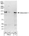 Ubinuclein-1 antibody, NBP1-49983, Novus Biologicals, Western Blot image 