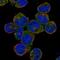NLR Family CARD Domain Containing 3 antibody, NBP2-55926, Novus Biologicals, Immunofluorescence image 