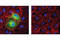 HA tag antibody, 3724P, Cell Signaling Technology, Immunofluorescence image 