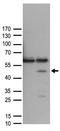 FA Complementation Group L antibody, TA890015S, Origene, Western Blot image 