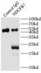 NADH:Ubiquinone Oxidoreductase Subunit B7 antibody, FNab05624, FineTest, Immunoprecipitation image 