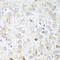Ankyrin Repeat Domain 52 antibody, 23-543, ProSci, Immunohistochemistry frozen image 
