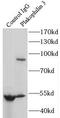 Plakophilin 3 antibody, FNab06518, FineTest, Immunoprecipitation image 