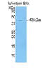Heparin-binding growth factor 1 antibody, LS-C293895, Lifespan Biosciences, Western Blot image 