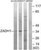 PRG-2 antibody, GTX87478, GeneTex, Western Blot image 