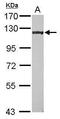 E1A Binding Protein P400 antibody, PA5-30780, Invitrogen Antibodies, Western Blot image 