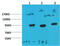 Heat Shock Protein 90 Alpha Family Class A Member 1 antibody, GTX33996, GeneTex, Western Blot image 
